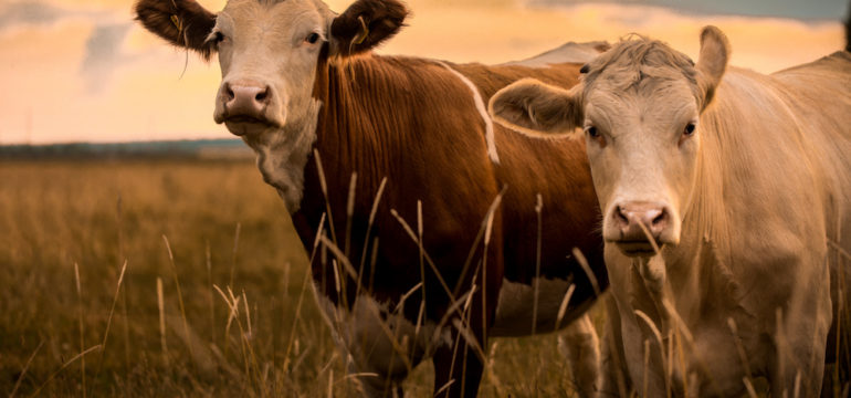 Cows in the sunset on land that may qualify for an agricultural tax exemption.