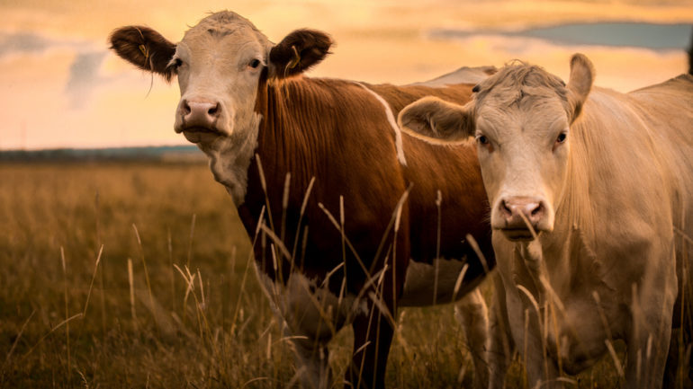 Cows in the sunset on land that may qualify for an agricultural tax exemption.