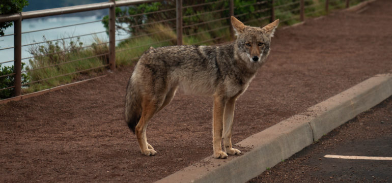 Portrait of a wildlife predator coyote standing by a fence.