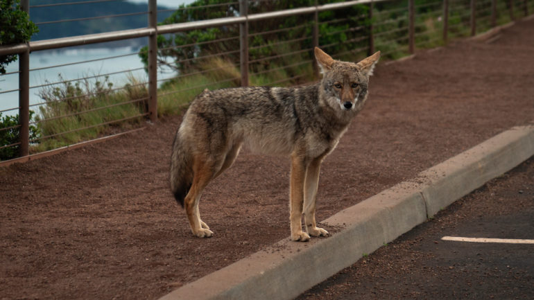 Portrait of a wildlife predator coyote standing by a fence.