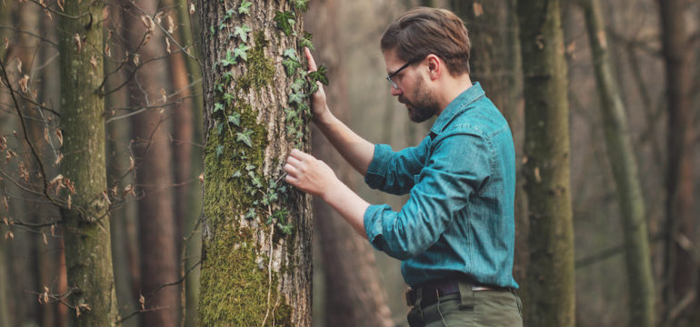 Arborist studying a tree standing in bare deciduous woods to decide if the owner should cut down a tree.