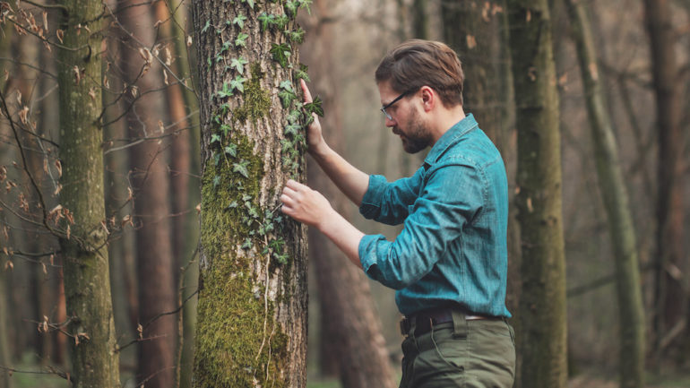 Arborist studying a tree standing in bare deciduous woods to decide if the owner should cut down a tree.