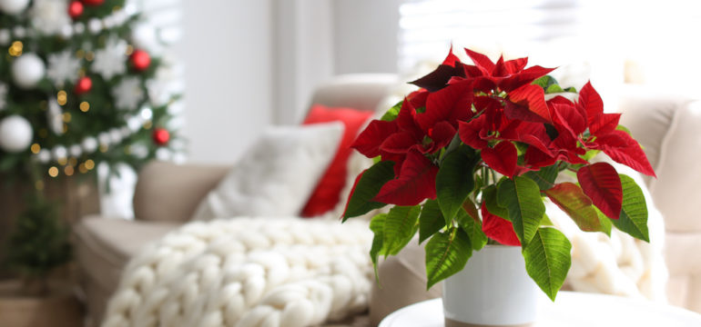 Beautiful poinsettias on white table indoors, space for text. Traditional Christmas flowers.