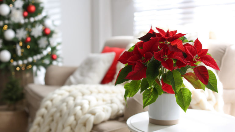 Beautiful poinsettias on white table indoors, space for text. Traditional Christmas flowers.