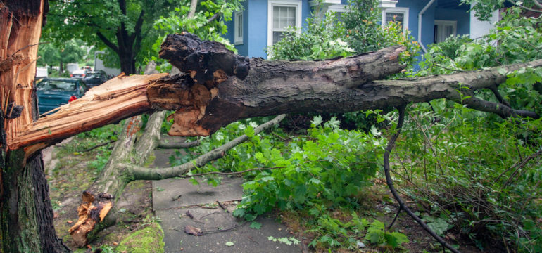 Climate change effects hurricane and tornado storm devastation shown in fallen tree on home.