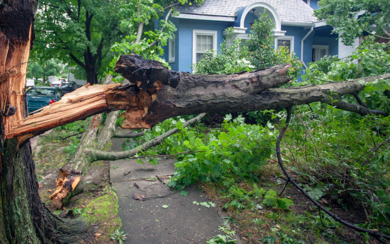 Climate change effects hurricane and tornado storm devastation shown in fallen tree on home.