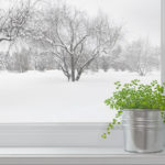 Welcoming Your Plants Indoors For the Winter