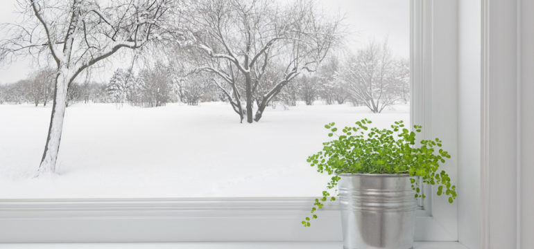 Winter landscape seen through the window, and a green plant indoors for the winter on the windowsill.