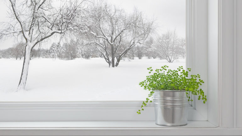 Winter landscape seen through the window, and a green plant indoors for the winter on the windowsill.