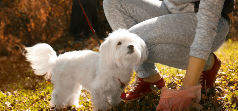 A woman gathering dog poo in the park while she trying to house-train a new puppy.