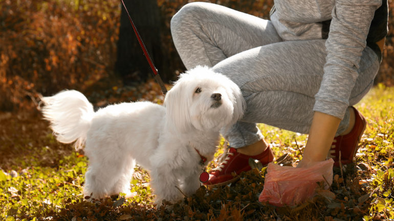 A woman gathering dog poo in the park while she trying to house-train a new puppy.