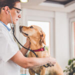 How to Choose the Best Vet for Your Pet