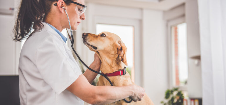 Young female veterinarian checking up the dog at the vet clinic.