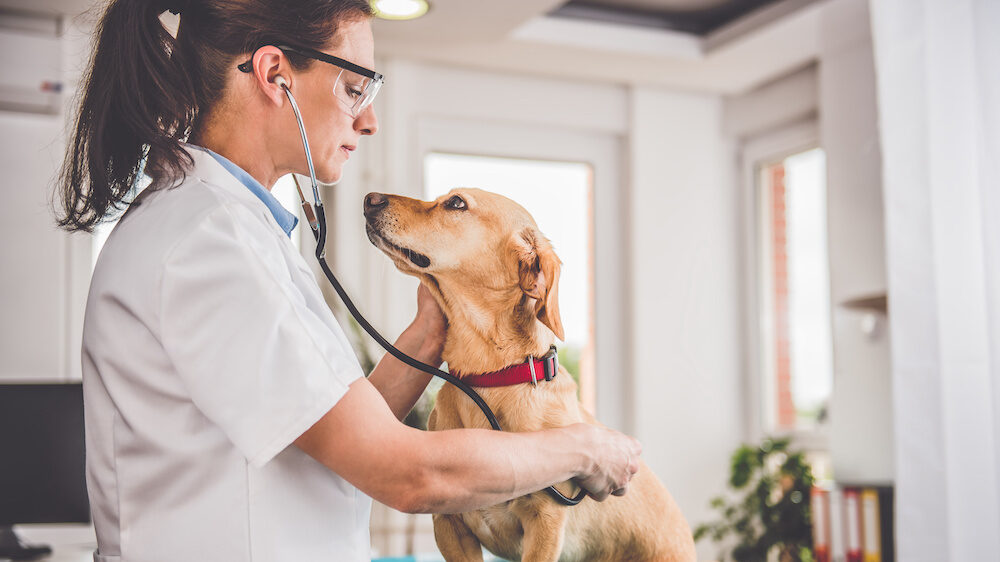 Vet for deals your pet