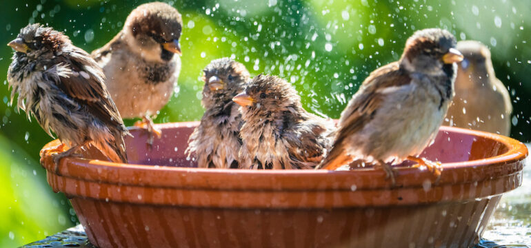 Sparrow birds bathe in a clay pottery bird bath in a home backyard.