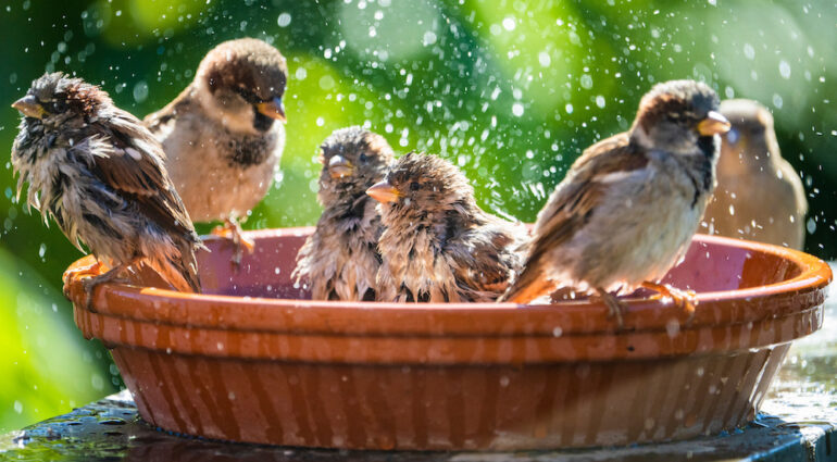 Sparrow birds bathe in a clay pottery bird bath in a home backyard.