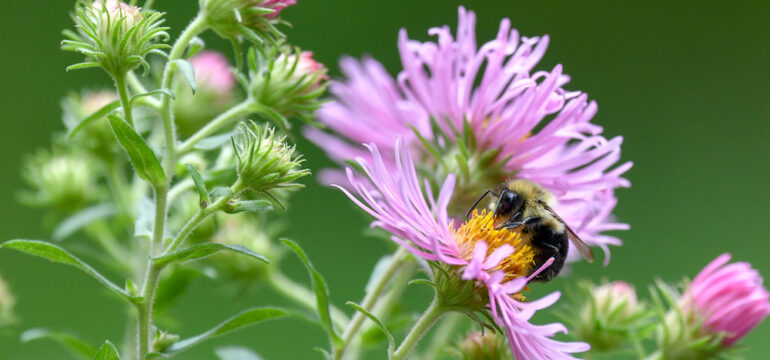 Bumble bee in a purple aster. Types of native plants commonly found in the United States.