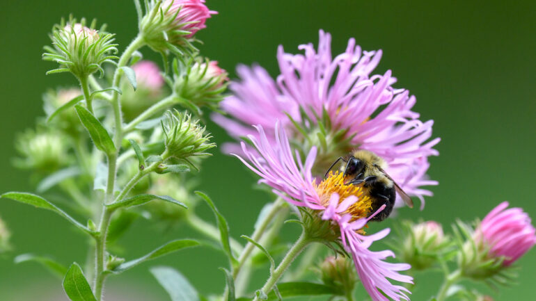 Bumble bee in a purple aster. Types of native plants commonly found in the United States.