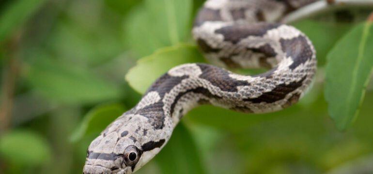 How to Spot Venomous Snakes, Spiders and Scorpions