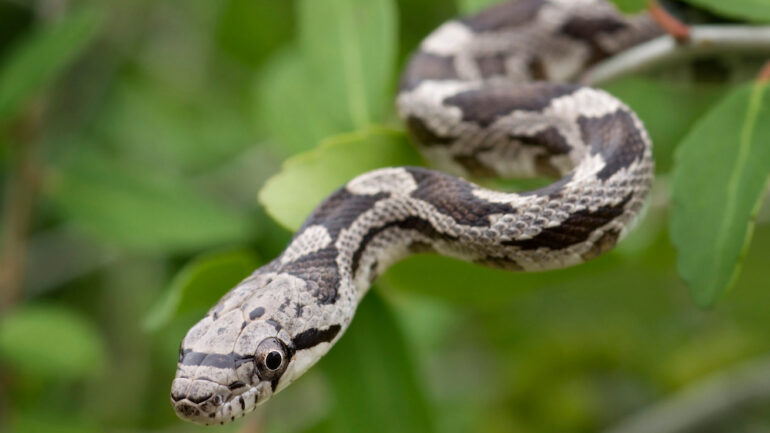 How to Spot Venomous Snakes, Spiders and Scorpions