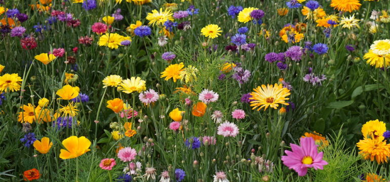 Mix of colorful flowers in a meadow garden.