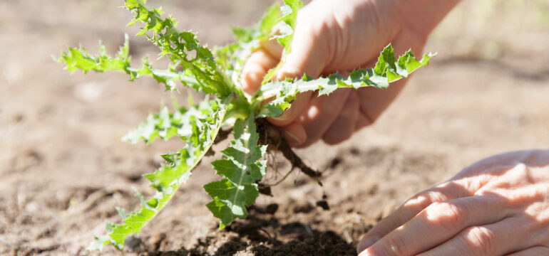 Man pulling weeds from soil in a garden.