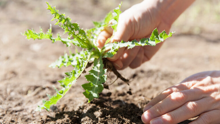 Man pulling weeds from soil in a garden.