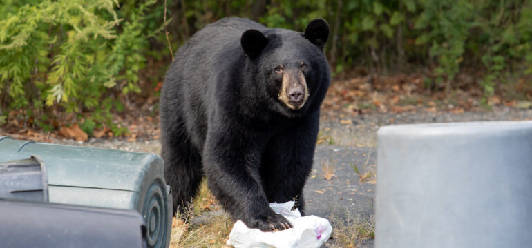 A black bear taking trash from a home garbage bin.