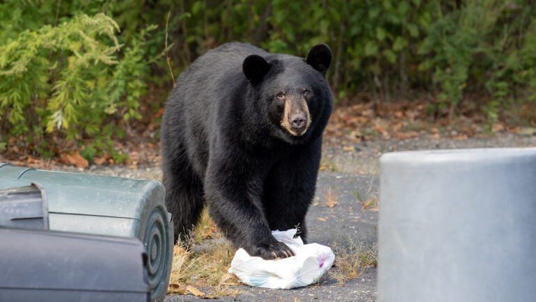 A black bear taking trash from a home garbage bin.