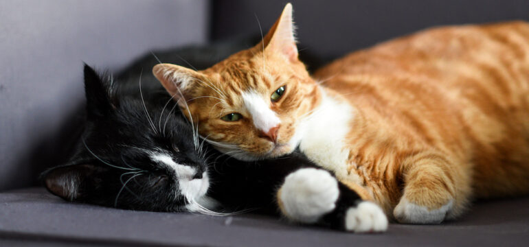 A new kitten and a cat cuddling together on a chair at home.