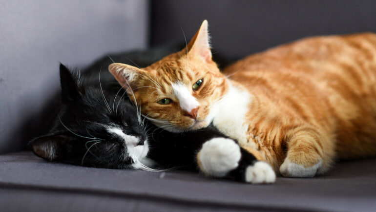 A new kitten and a cat cuddling together on a chair at home.