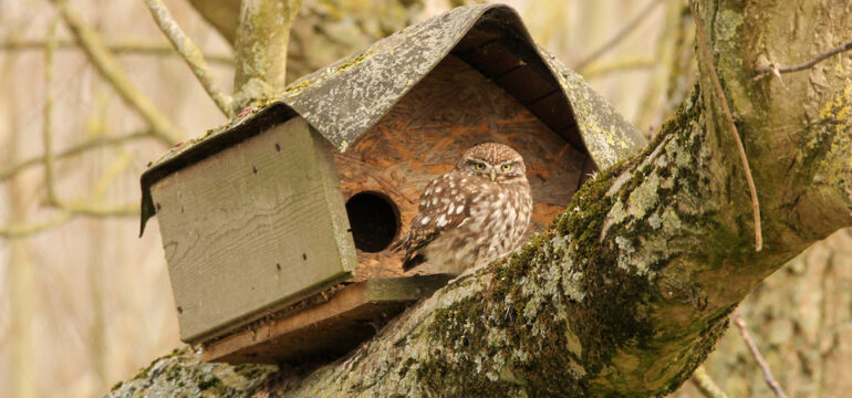 An owl sits on a branch outside its owl box.