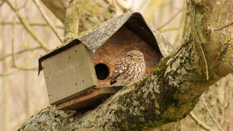 An owl sits on a branch outside its owl box.