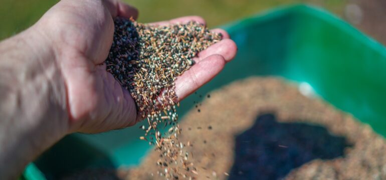 Man's hand holding seed over container preparing for overseeding a lawn.