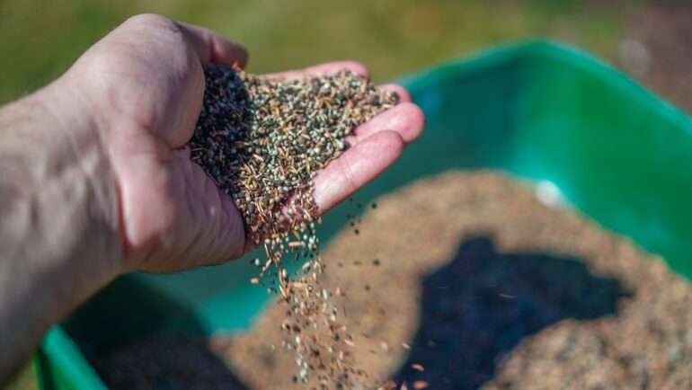 Man's hand holding seed over container preparing for overseeding a lawn.