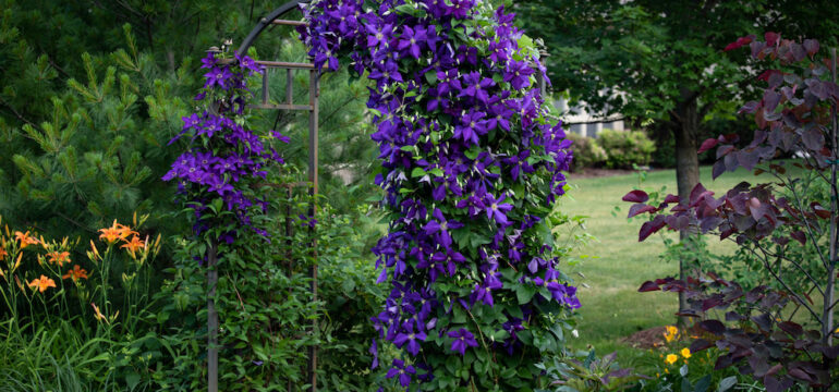A spectacular purple clematis, jackamani, in full bloom in July is the focal point of this impressionistic garden trellis.