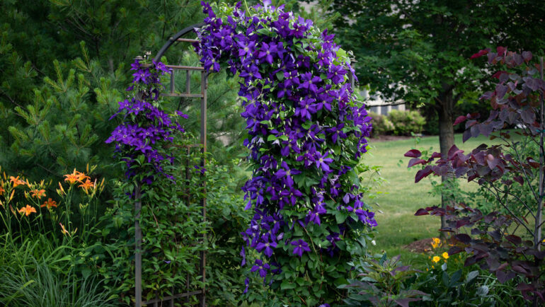 A spectacular purple clematis, jackamani, in full bloom in July is the focal point of this impressionistic garden trellis.