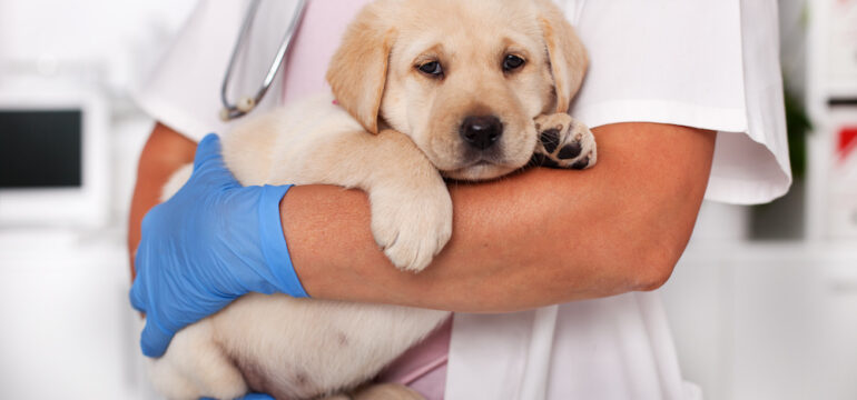 Cute labrador puppy dog sitting comfortably in the arms of a veterinarian providing healthcare using pet insurance.
