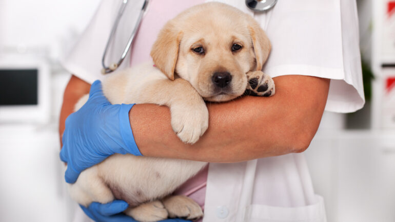 Cute labrador puppy dog sitting comfortably in the arms of a veterinarian providing healthcare using pet insurance.