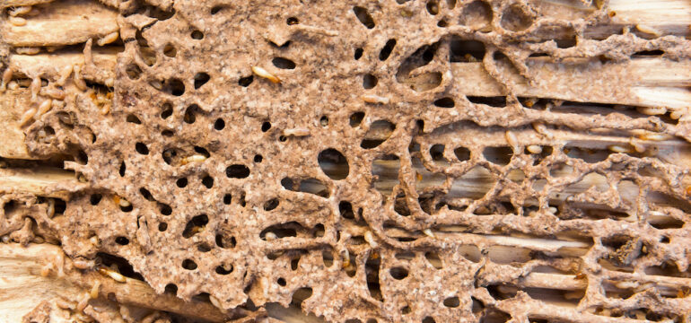Close-up termite nest background. Termites with termite nests and wood texture