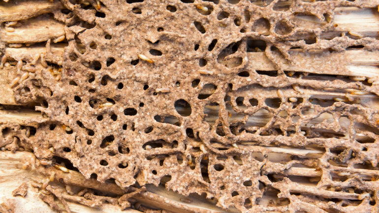Close-up termite nest background. Termites with termite nests and wood texture