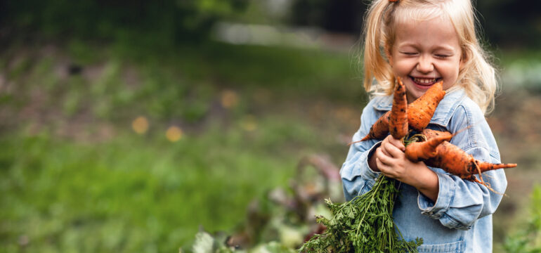 Adorable toddler smiling blonde girl holding carrots in domestic garden. Healthy organic gardening with kids.