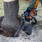 Rooting Out a Problem: How to Remove a Tree Stump