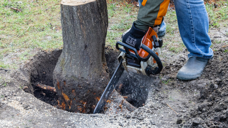 Removing a tree stump with large roots. A big plank Lumberjack in gloves holds a chainsaw. The stump's roots were excavated for removal.