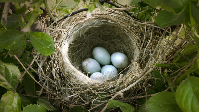 Small bird's nest with five light blue eggs.