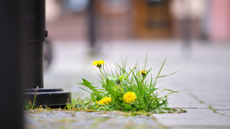 Grass weed with yellow dandelion flowers growing through sidewalk crack.