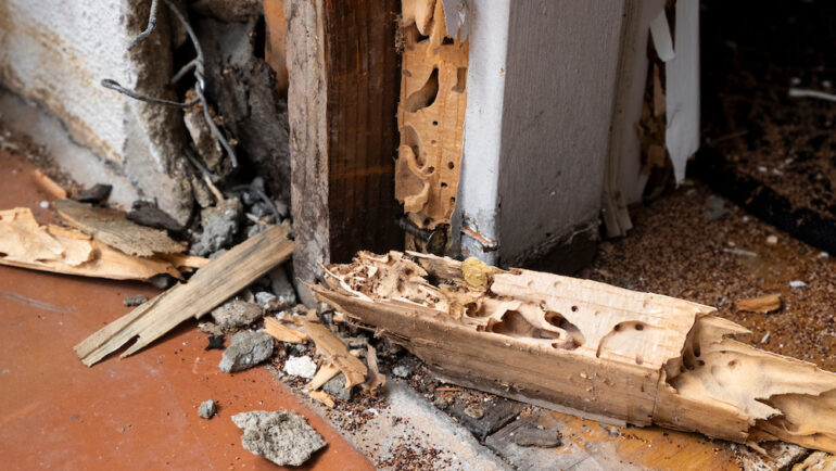 Severe termite damage to home walls leads to the need for termite letters, contracts, and bonds between home buyers and sellers.