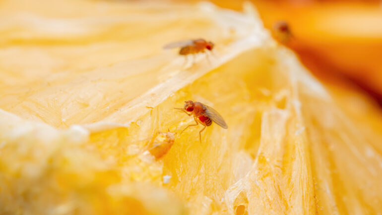 Tropical fruit flies on a citrus fruit.