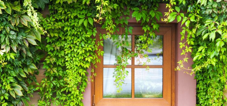 Window with green creeper vines. Old wooden building facade with window overgrown with invasive plants.
