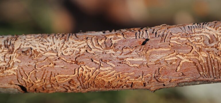 Branch of an elm tree showing the effect of Dutch elm disease, one of the common types of tree diseases.